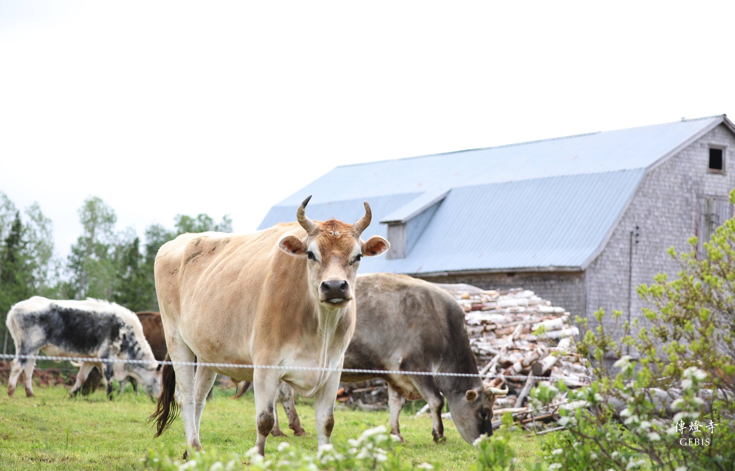 脫下衣服給乳牛穿 傳燈寺gebis